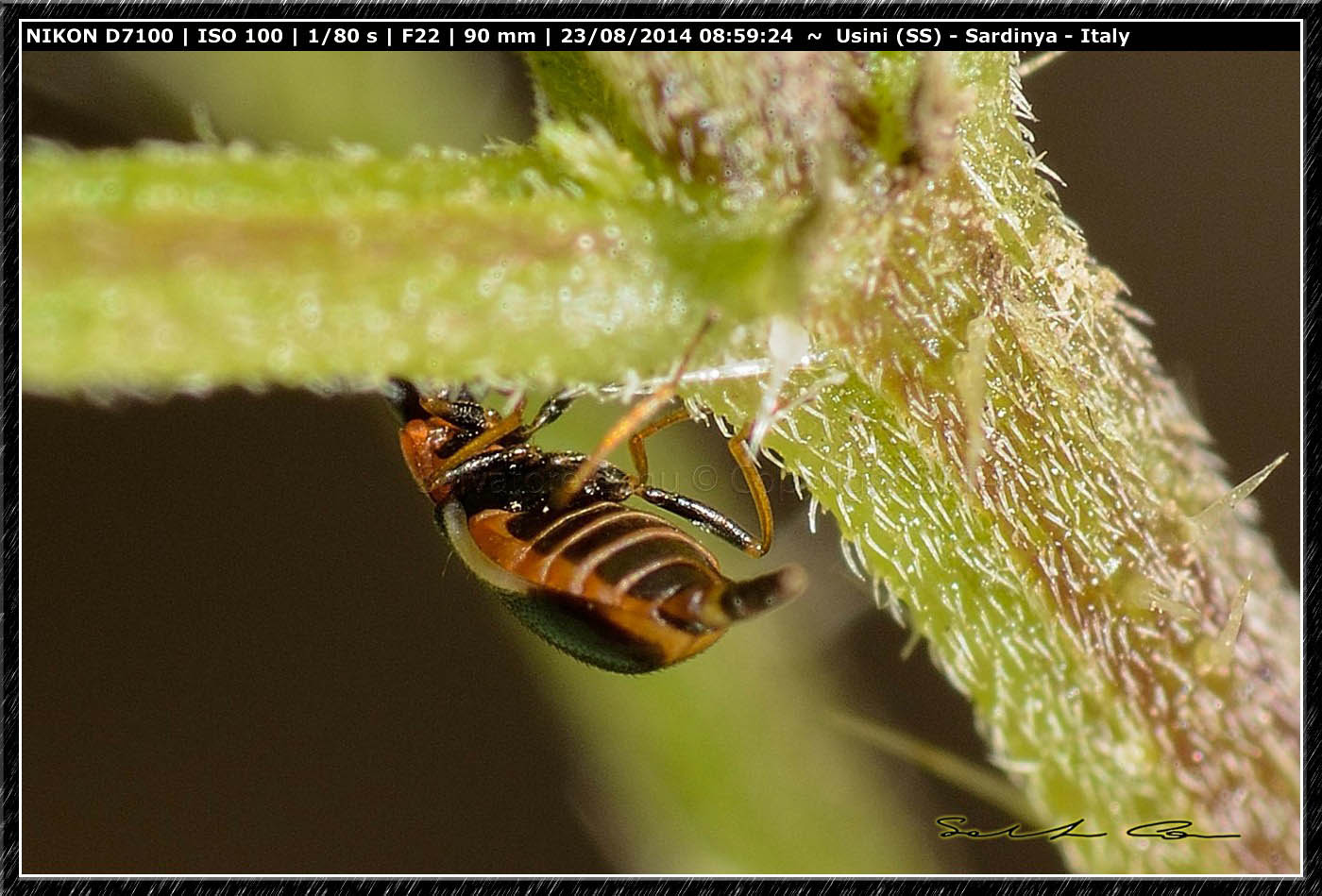 Colotes maculatus, Malachiidae